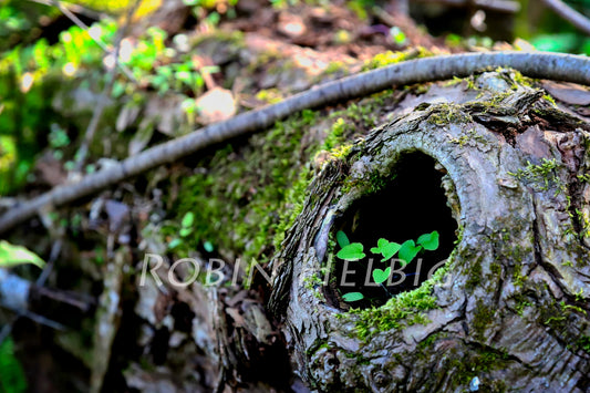 Nature's Little Home